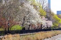Colorful Spring Trees in Central Park, New York Royalty Free Stock Photo