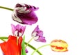 Colorful spring tulip flower as background with text copy space