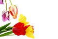 Colorful spring tulip flower as background with text copy space