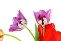 Colorful spring tulip flower as background with text copy space