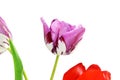 Colorful spring tulip flower as background with text copy space Royalty Free Stock Photo