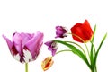 Colorful spring tulip flower as background with text copy space