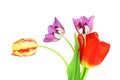 Colorful spring tulip flower as background with text copy space Royalty Free Stock Photo