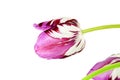 Colorful spring tulip flower as background with text copy space Royalty Free Stock Photo