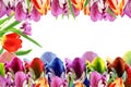 Colorful spring tulip flower as background with text copy space Royalty Free Stock Photo