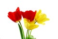 Colorful spring tulip flower on pure white background