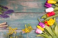 Colorful spring tulip flowers on green wooden background with mimosa and lavender as greeting card with free space Royalty Free Stock Photo
