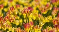 Colorful Spring tulip flowers. Outdoors garden.