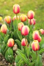 Colorful spring tulip flowers. Outdoors garden Royalty Free Stock Photo