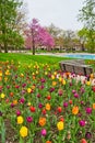 Colorful spring tulip garden by benches in park of downtown Fort Wayne, Indiana Royalty Free Stock Photo