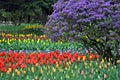 Colorful spring tulip garden Royalty Free Stock Photo