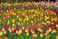 Colorful spring tulip garden Royalty Free Stock Photo
