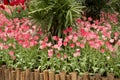Colorful spring tulips garden view