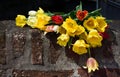 Colorful spring tulips lie against a dark background on an old brick wall Royalty Free Stock Photo