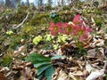 Colorful spring wildgarden with christmas rose or black hellebore (Helleborus niger)