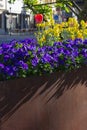 colorful springtime city flowers Royalty Free Stock Photo