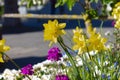 colorful springtime city flowers Royalty Free Stock Photo