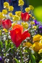 colorful springtime city flowers Royalty Free Stock Photo