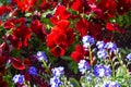 colorful springtime city flowers Royalty Free Stock Photo
