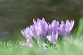 Colorful Springtime Corcus Bunch in Counterlight on a Green Lawn at a well , very shallow DOF