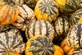 Colorful Squash on a stand Royalty Free Stock Photo