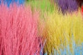 Colorful stained stalks dyed wood lavender fields decorations, coffee shops cafes houses texture and blackground