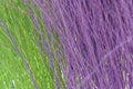 Colorful stained stalks dyed wood lavender fields decorations, coffee shops cafes houses texture and blackground