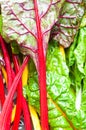 Colorful stalks of Rainbow Chard also known as Swiss Chard. Royalty Free Stock Photo