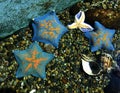 Colorful star fish at aquarium