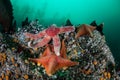 Colorful Starfish on Seafloor of Kelp Forest Royalty Free Stock Photo