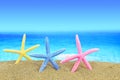 Colorful starfishes on the beach Royalty Free Stock Photo