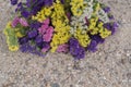 Colorful statis flowers are located on top of sandy beach. Royalty Free Stock Photo