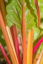 The colorful stems of a swiss chard plant growing in a vegetable garden Royalty Free Stock Photo