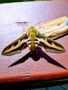 Colorful still moth