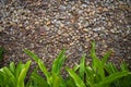 Colorful stone wall texture with green leaves