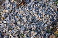 colorful stones background, colored beach stones background, small stones Royalty Free Stock Photo