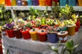 Colorful store of various succulent and cactus pots Royalty Free Stock Photo