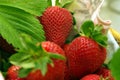 Colorful Strawberries In A Basket Royalty Free Stock Photo