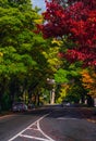 Colorful Street of Arrowtown