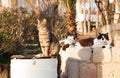Colorful street cats sitting near the garbage tank in the sunset Royalty Free Stock Photo
