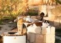 Colorful street cats sitting near the garbage tank in the sunset