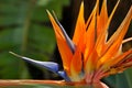 Colorful Strelitzia - detail photo