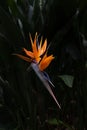 Colorful strelitzia flower also called crane flower or bird of paradise flower, copy space for text Royalty Free Stock Photo