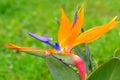 Colorful strelitzia royal flower on green blurred background