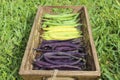 Colorful String Beans