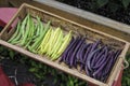 Colorful String Beans