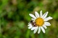 Colorful striped red-black beetle Trichodes apiarius, Cleridae sitting on white daisy flower Leucanthemum vulgare Royalty Free Stock Photo