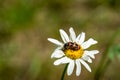Colorful striped red-black beetle Trichodes apiarius, Cleridae sitting on white daisy flower Leucanthemum vulgare Royalty Free Stock Photo