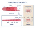 Colorful structure skeletal muscle scheme on white background