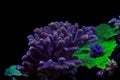 Close up shot on Stylophora short stony polyps coral Royalty Free Stock Photo